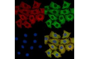Annexin A2 Mouse Monoclonal Antibody staining HepG2 cells by IF/ICC. (Annexin A2 抗体  (Internal Region))