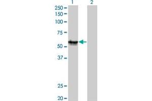 Western Blot analysis of AGER expression in transfected 293T cell line by AGER monoclonal antibody (M02), clone 1C1. (RAGE 抗体  (AA 23-404))