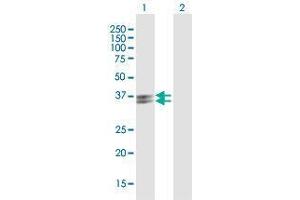 Western Blot analysis of PVRIG expression in transfected 293T cell line by PVRIG MaxPab polyclonal antibody. (PVRIG 抗体  (AA 1-326))