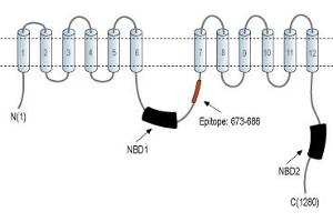 Representative domain view of the target of ABIN7042951.