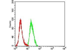 Flow cytometric analysis of Hela cells using ULBP2 mouse mAb (green) and negative control (red). (ULBP2 抗体  (AA 26-216))