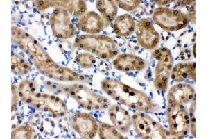 Anti- HINT1 Picoband antibody, IHC(P) IHC(P): Rat Kidney Tissue (HINT1 抗体  (Middle Region))