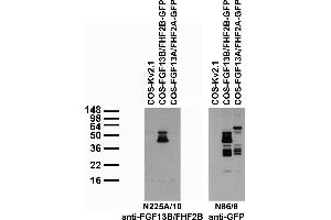 Transfected cell immunoblot: extracts of COS cells transiently transfected with GFP-tagged FGF13B/FHF2B, FGF13A/FHF2A or untagged Kv2.
