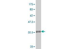 Western Blotting (WB) image for anti-Selenoprotein X, 1 (SEPX1) (AA 1-84) antibody (ABIN526900)