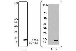 Western Blotting (WB) image for anti-H2A Histone Family, Member X (H2AFX) (pSer139) antibody (ABIN2666076) (H2AFX 抗体  (pSer139))