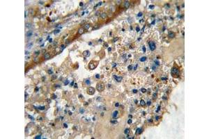 Immunohistochemistry (IHC) image for anti-Leucine Rich Repeat Containing 32 (LRRC32) (AA 234-260) antibody (ABIN3028542)