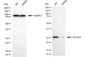Western blotting analysis using CHCHD3 antibody (ABIN7798116).