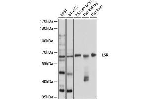 Western blot analysis of extracts of various cell lines, using LSR antibody (ABIN6131388, ABIN6143371, ABIN6143372 and ABIN6224984) at 1:1000 dilution. (LSR 抗体  (AA 50-240))