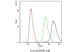 Flow cytometry testing of human A549 cells with Periaxin antibody at 1ug/10^6 cells (blocked with goat sera) (Periaxin 抗体)