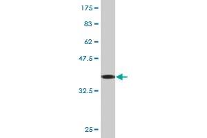 Western Blot detection against Immunogen (37. (KRT8 抗体  (AA 91-195))