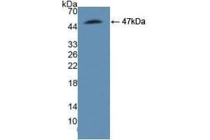 Detection of Recombinant ASS1, Human using Polyclonal Antibody to Argininosuccinate Synthetase 1 (ASS1) (ASS1 抗体  (AA 1-412))