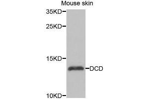 Western blot analysis of extracts of mouse skin, using DCD antibody (ABIN5974382) at 1/1000 dilution. (Dermcidin 抗体)