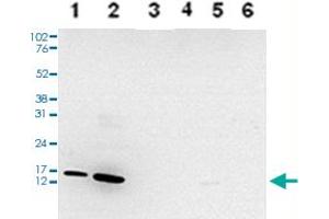 Western Blot analysis of (1) 25 ug whole cell extracts of Hela cells, (2) 15 ug histone extracts of Hela cells, (3) 1 ug of recombinant histone H2A, (4) 1 ug of recombinant histone H2B, (5) 1 ug of recombinant histone H3, (6) 1 ug of recombinant histone H4. (HIST1H3A 抗体  (meLys4))