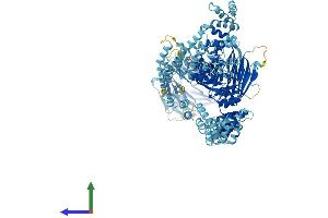 AlphaFold protein structure predicition of Human Recombinant WDR19 Protein, UniprotID Q8NEZ3