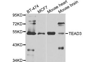 Western blot analysis of extracts of various cell lines, using TEAD3 antibody. (TEAD3 抗体)
