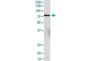 L3MBTL4 MaxPab rabbit polyclonal antibody. (L3MBTL4 抗体  (AA 1-534))