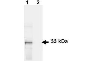 Image no. 2 for anti-Green Fluorescent Protein (GFP) antibody (FITC) (ABIN1101728)