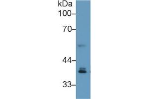 Western Blotting (WB) image for anti-Interferon Regulatory Factor 1 (IRF1) (AA 44-319) antibody (ABIN7433789)