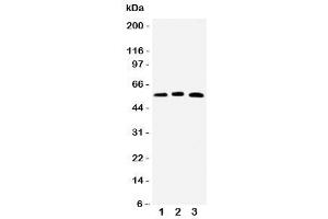 Western blot testing of HNF6 antibody and Lane 1:  rat liver (ONECUT1 抗体  (N-Term))