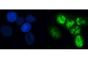 IF analysis of ELL using anti-ELL antibody (ABIN7599363). (ELL 抗体  (AA 1-407))