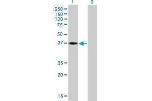Western Blot analysis of HEY2 expression in transfected 293T cell line by HEY2 MaxPab polyclonal antibody. (HEY2 抗体  (AA 1-337))