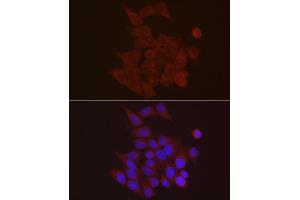 Immunofluorescence (IF) image for anti-S100 Calcium Binding Protein A10 (S100A10) (AA 1-97) antibody (ABIN7270123)