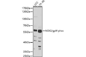 Western Blotting (WB) image for anti-Cytochrome B-245, beta Polypeptide (CYBB) (AA 283-570) antibody (ABIN3022300)