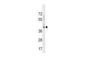 BMI1 Antibody (C-term) (ABIN389084 and ABIN2839281) western blot analysis in K562 cell line lysates (35 μg/lane). (BMI1 抗体  (C-Term))