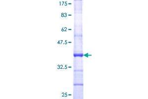 Image no. 1 for CD6 (CD6) (AA 308-400) protein (GST tag) (ABIN1348682)