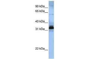Western Blotting (WB) image for anti-serine/arginine-Rich Splicing Factor 8 (SRSF8) antibody (ABIN2458548) (SFRS2B 抗体)
