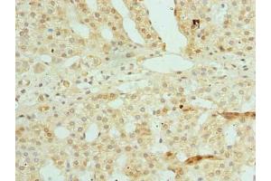 Immunohistochemistry of paraffin-embedded human adrenal gland tissue using ABIN7176016 at dilution of 1:100 (Zinc Finger and SCAN Domain Containing 9 (ZSCAN9) (AA 1-394) 抗体)