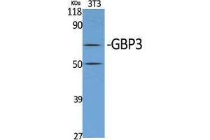 Western Blot (WB) analysis of specific cells using GBP3 Polyclonal Antibody. (GBP3 抗体  (C-Term))