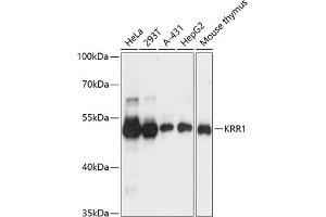 Western Blotting (WB) image for anti-KRR1, Small Subunit (SSU) Processome Component, Homolog (KRR1) (AA 1-381) antibody (ABIN1680621)