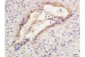 Formalin-fixed and paraffin embedded rabbit placenta labeled with Anti- PGT Polyclonal Antibody, Unconjugated at 1:200 followed by conjugation to the secondary antibody and DAB staining (SLCO2A1 抗体  (AA 611-643))