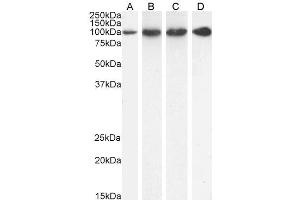 ABIN185319 (1 µg/ml) staining of HeLa (A), U251 (B), KNRK (C) and (0. (PSMD2 抗体  (C-Term))
