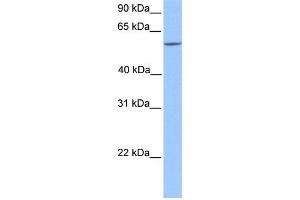 WB Suggested Anti-ERF Antibody Titration: 0. (ERF 抗体  (C-Term))