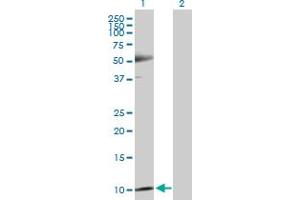 Western Blot analysis of TXN expression in transfected 293T cell line by TXN MaxPab polyclonal antibody. (TXN 抗体  (AA 1-105))
