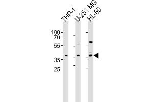 Western blot analysis of lysates from THP-1, U-251 MG, HL-60 cell line (from left to right), using RAD9B Antibody (C-term) (ABIN6244327 and ABIN6577414). (RAD9B 抗体  (AA 394-428))