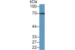Western Blot; Sample: Mouse Cerebrum lysate; Primary Ab: 2µg/ml Rabbit Anti-Rat NCDN Antibody Second Ab: 0. (NCDN 抗体  (AA 2-300))