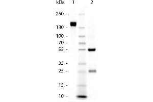 SDS-Page of Goat anti-Rabbit IgG (H&L) Pre-adsorbed Secondary Antibody. (山羊 anti-兔 IgG (Heavy & Light Chain) Antibody - Preadsorbed)