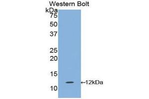Western Blotting (WB) image for anti-Interleukin 1 Receptor, Type I (IL1R1) (AA 120-208) antibody (ABIN3209488) (IL1R1 抗体  (AA 120-208))