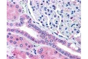 ABIN2564962 (5µg/ml) staining of paraffin embedded Human Kidney. (RHPN2 抗体  (Internal Region))