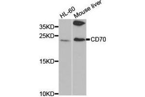 Western Blotting (WB) image for anti-CD70 Molecule (CD70) antibody (ABIN1871649) (CD70 抗体)