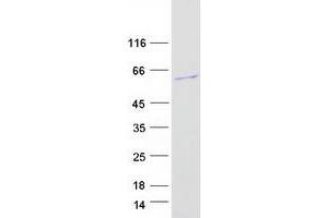 Validation with Western Blot (FAM83A Protein (Transcript Variant 1) (Myc-DYKDDDDK Tag))