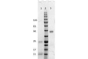 SDS-PAGE results of Goat Fab Anti-Human IgG (H&L) Antibody. (山羊 anti-人 IgG (Heavy & Light Chain) Antibody - Preadsorbed)