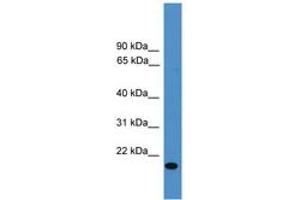 Image no. 1 for anti-Vascular Endothelial Growth Factor B (VEGFB) (AA 91-140) antibody (ABIN6745369) (VEGFB 抗体  (AA 91-140))