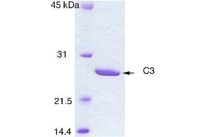 SDS-PAGE (SDS) image for Botulinum C3 Enzyme (Active) protein (ABIN2452165) (Botulinum C3 Enzyme (Active) 蛋白)
