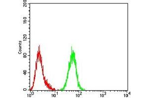 Flow cytometric analysis of Hela cells using WT1 mouse mAb (green) and negative control (red). (WT1 抗体  (AA 1-181))