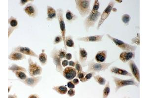 Immunohistochemistry (IHC) image for anti-Clock Homolog (Mouse) (CLOCK) (AA 75-109), (N-Term) antibody (ABIN3043813)