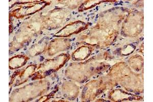 Immunohistochemistry of paraffin-embedded human kidney tissue using ABIN7149828 at dilution of 1:100 (DRG1 抗体  (AA 173-228))